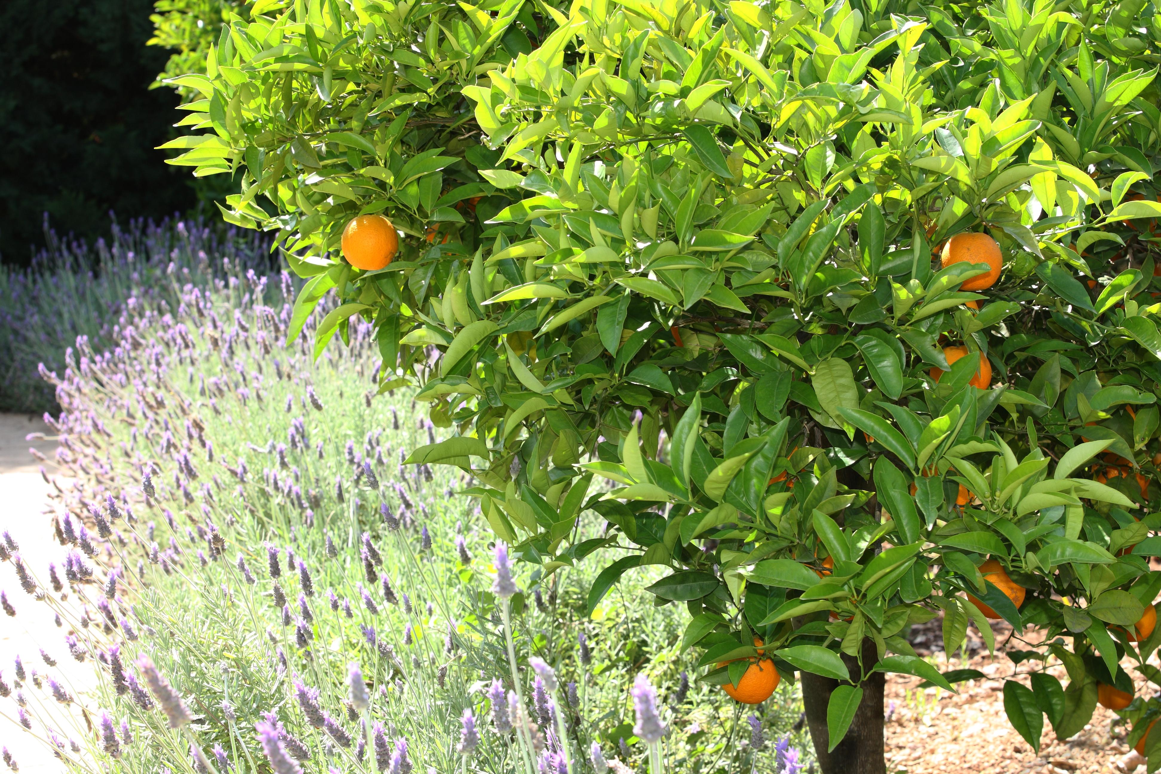 Finca Ca'S Curial - Agroturismo - Adults Only Sóller Buitenkant foto