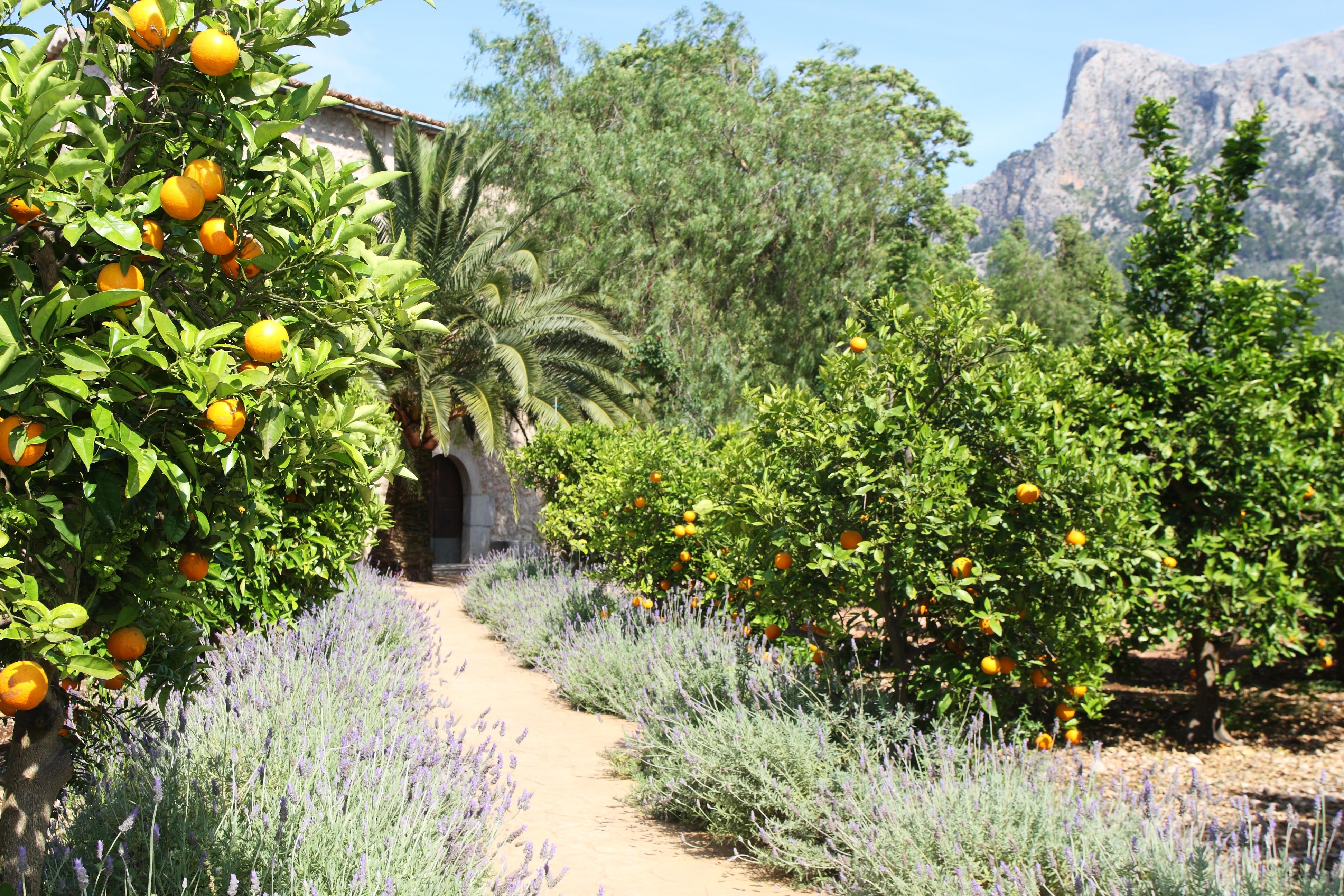 Finca Ca'S Curial - Agroturismo - Adults Only Sóller Buitenkant foto