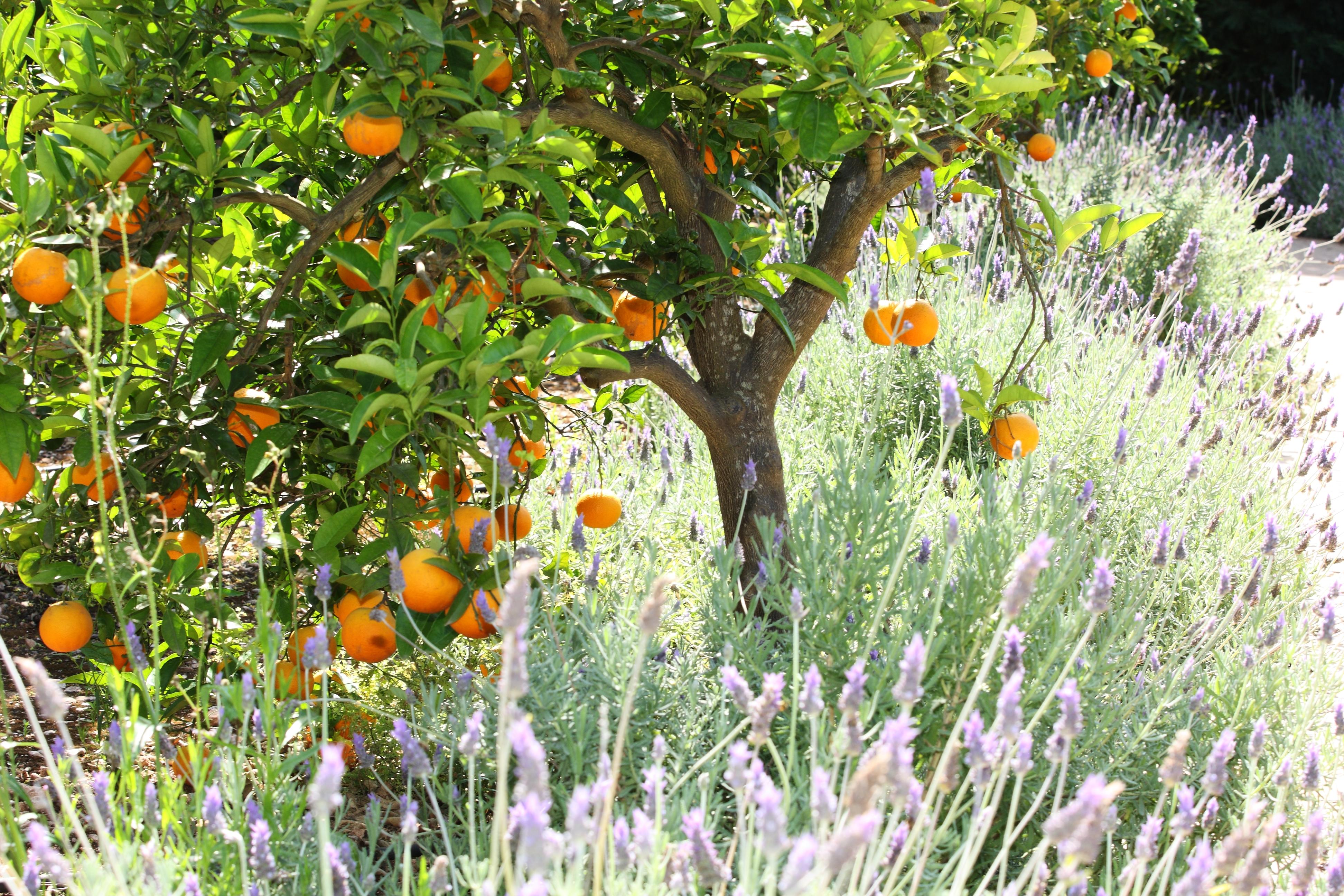 Finca Ca'S Curial - Agroturismo - Adults Only Sóller Buitenkant foto