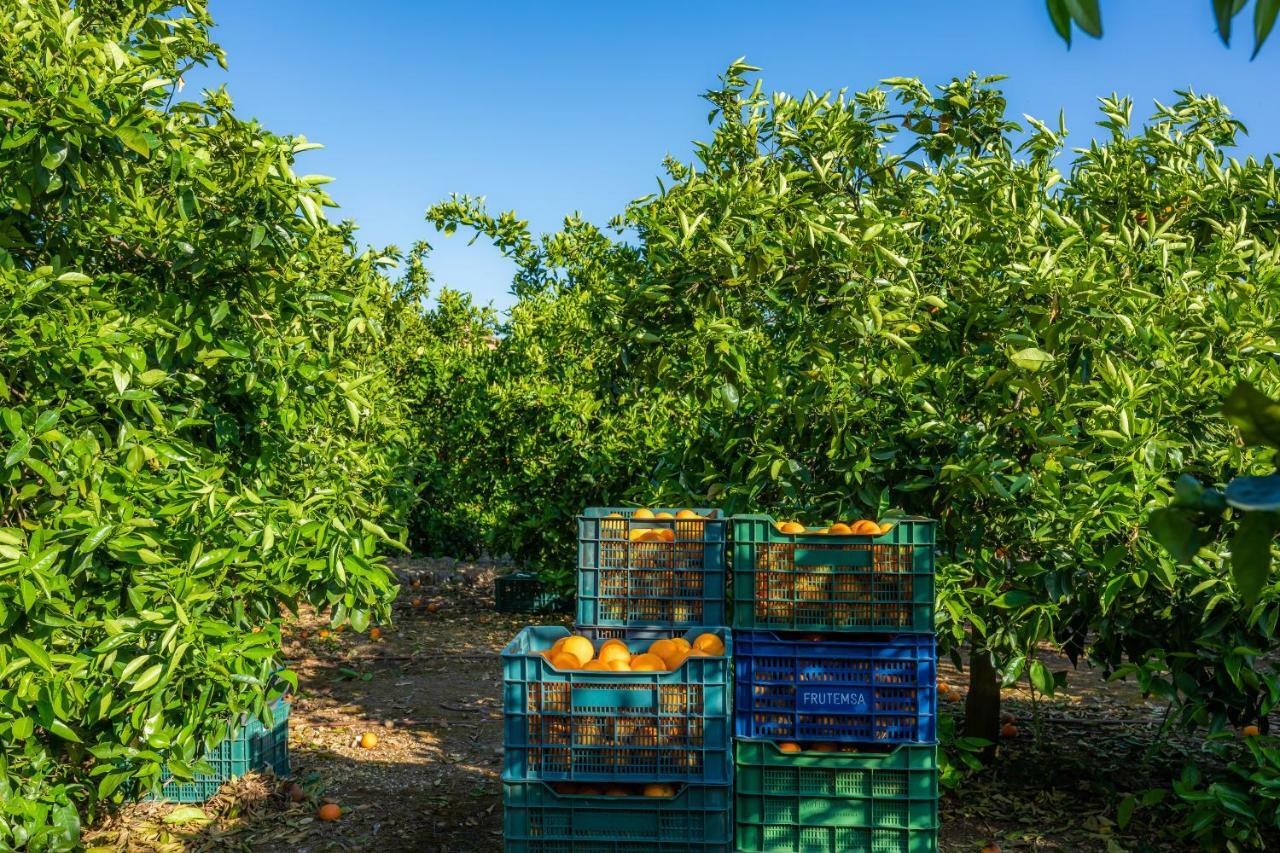 Finca Ca'S Curial - Agroturismo - Adults Only Sóller Buitenkant foto