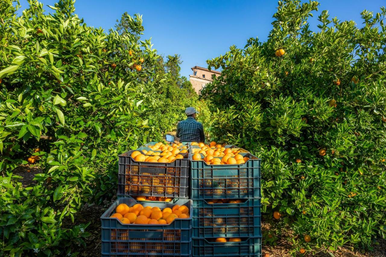Finca Ca'S Curial - Agroturismo - Adults Only Sóller Buitenkant foto